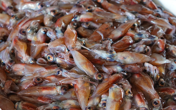 【送料無料】富山と並ぶ日本一の糸魚川産ホタルイカ 釜揚げ800g